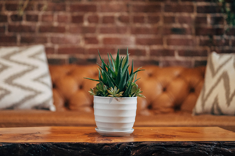 Plant pot on coffee table inside living room